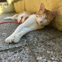 Zuhause gesucht für Lillyfee, Katze zur Adoption