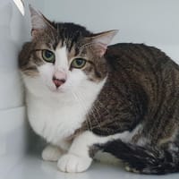 SMILE, chatte à adopter
