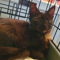ANGELE, chatte à adopter