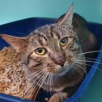 MIKA, chat à adopter