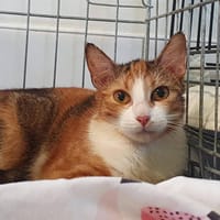 ZAZ, chatte à adopter