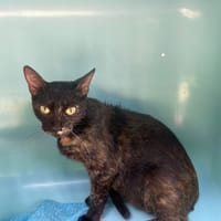 POUPETTE, chatte à adopter