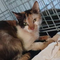 DOROTHEE, chatte à adopter