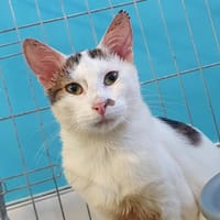DAFT, chat à adopter