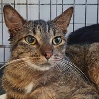 PAGNY, chat à adopter