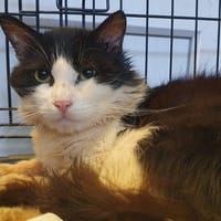 FIORI, chat à adopter