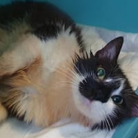 SELENA, chatte à adopter