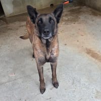 SYLEX, chien à adopter