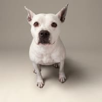 NAYA, chienne à adopter