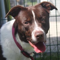 Simba, chien à adopter