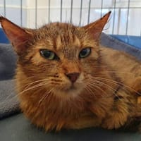 DIAM'S, chatte à adopter