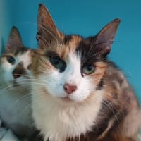 SWIFT, chatte à adopter
