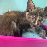 PLUMY, chatte à adopter