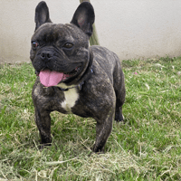 ULI, chien à adopter