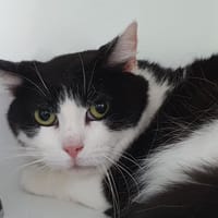 NALA, chatte à adopter