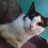 MYLENE, chatte à adopter