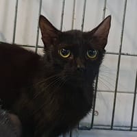 ARIANA, chatte à adopter