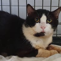 GAROU, chat à adopter
