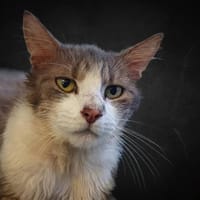 PUNK, chat à adopter