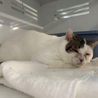 CHAMALLOW, chat à adopter