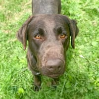 UNIQUE, chienne à adopter