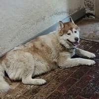Never back, chien à adopter