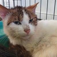 STROMAE, chat à adopter
