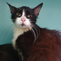 CABREL, chat à adopter