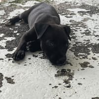 LUCHO, chien à adopter