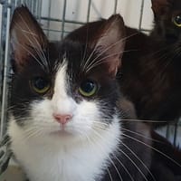 SHERIFA, chatte à adopter