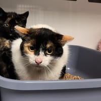 PAILLETTE, chatte à adopter