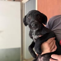 FOXINY, chien à adopter