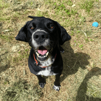 FLYNT, chien à adopter