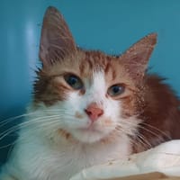 BOWIE, chat à adopter