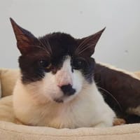 SLIMANE, chat à adopter