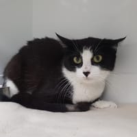IRIS, chatte à adopter