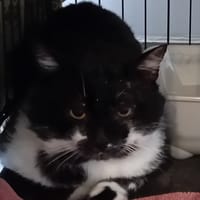 MOLAIRE, chat à adopter