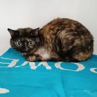 CANINE, chatte à adopter
