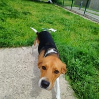 ALSO QCN, chien à adopter