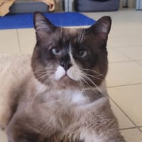 RUFIO, chat à adopter