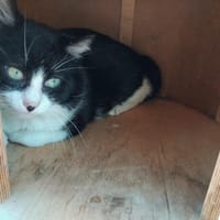 SCOTLAND PAB28737, chat à adopter