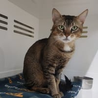 SONIC, chat à adopter