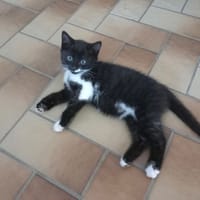 Yoon, chatte à adopter