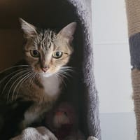 EMERAUDE, chatte à adopter