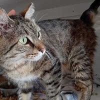 CATUS, chat à adopter