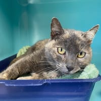 PLUME, chatte à adopter