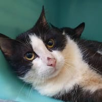 RENAUD, chat à adopter