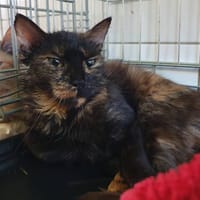 LOUANE, chatte à adopter