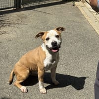 PRADA VAA, chienne à adopter