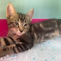 PETALE, chatte à adopter